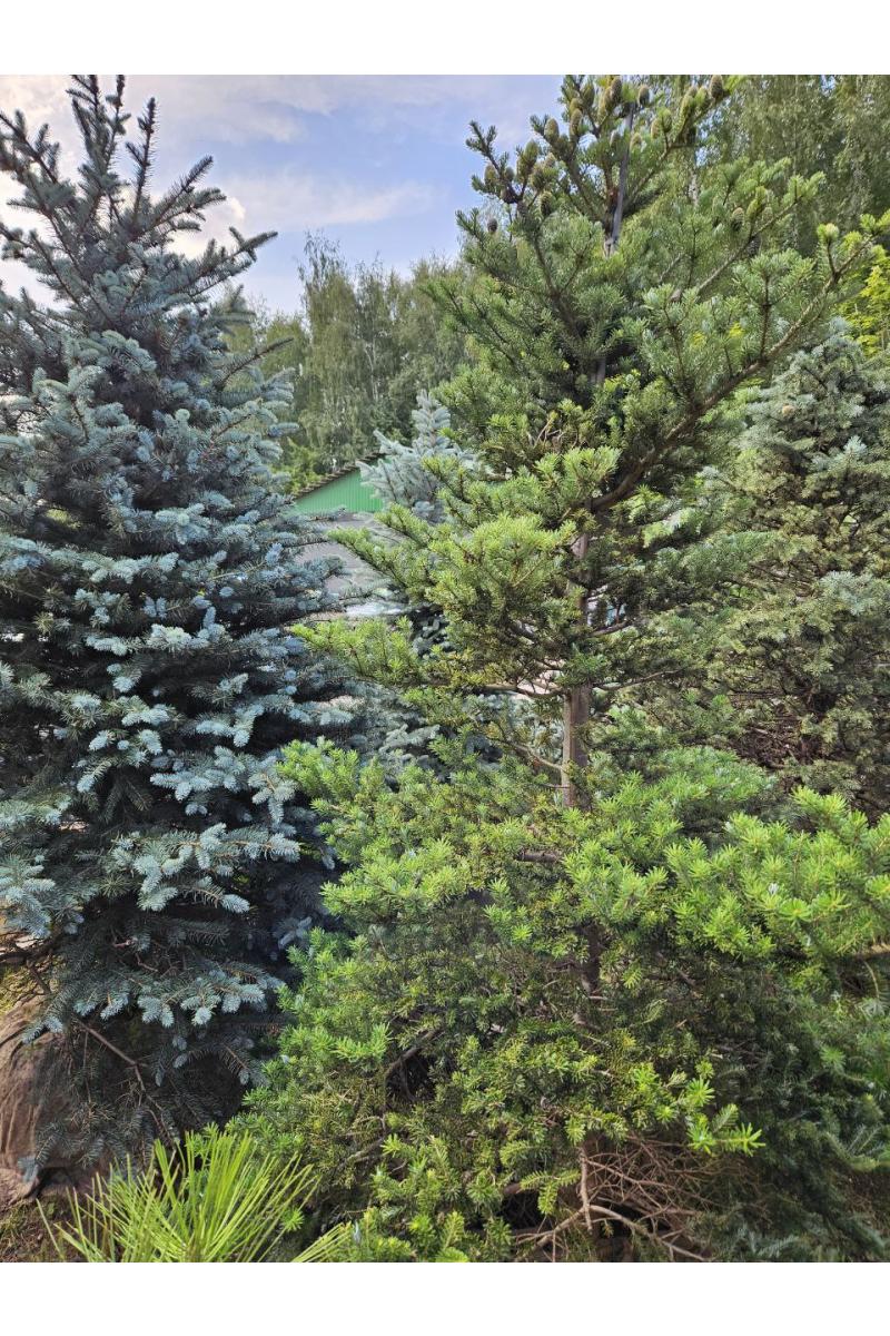 Пихта корейская Молли (Molli)