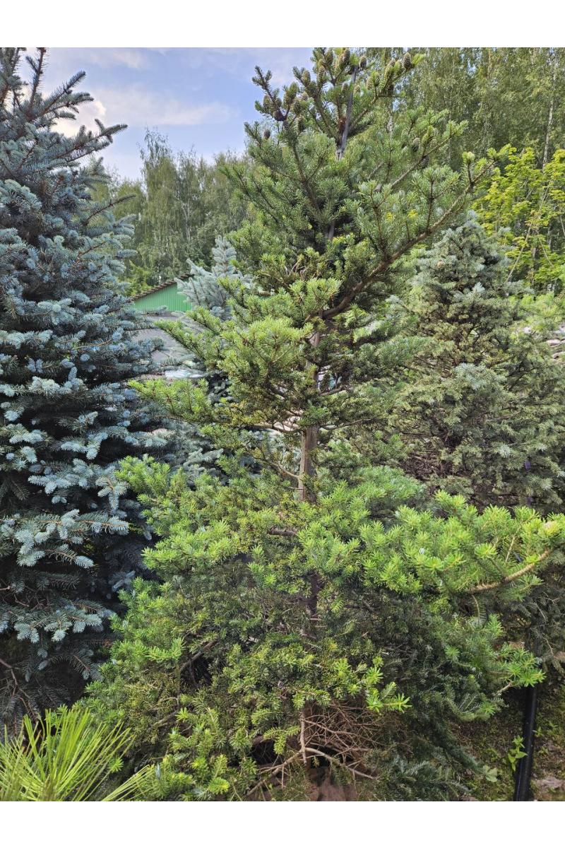 Пихта корейская Молли (Molli)