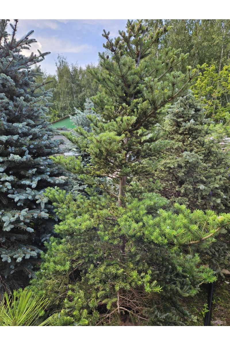 Пихта корейская Молли (Molli)