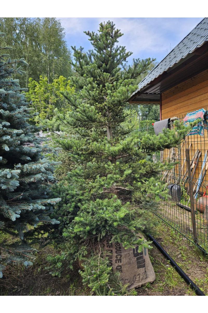Пихта корейская Молли (Molli)