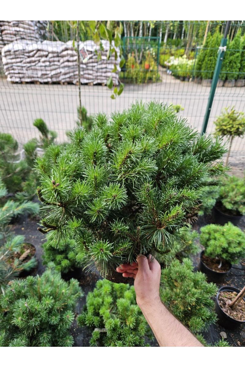 Сосна горная Корник (Kornik)