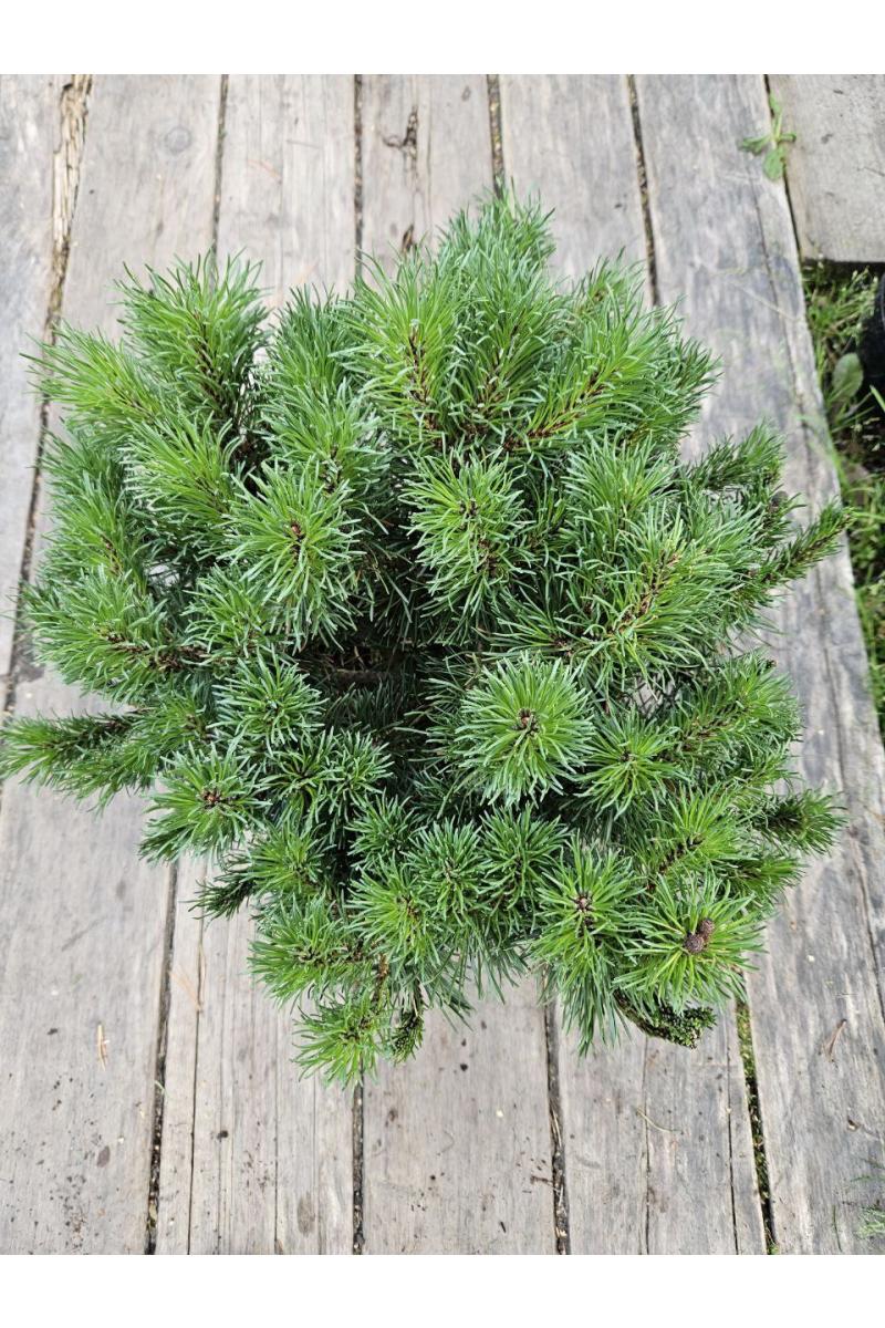 Сосна горная Корник (Kornik)