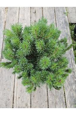 Сосна горная Корник (Kornik)