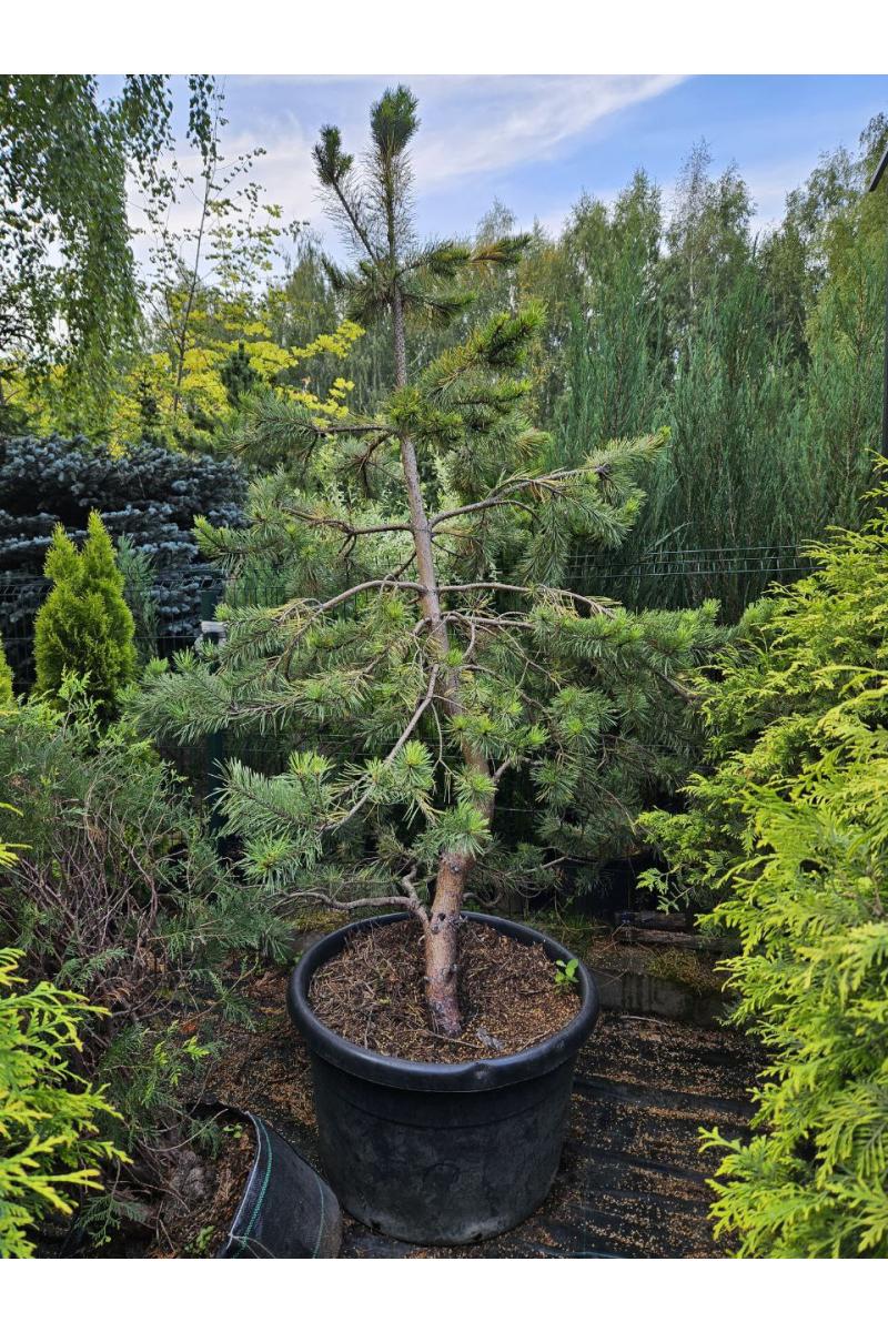 Сосна густоцветковая Ауреа (Aurea)