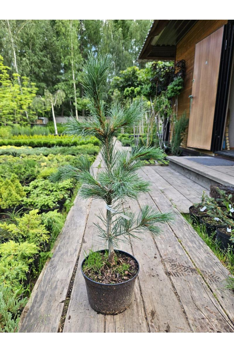 Сосна кедровая европейская Глаука Компакта (Glauca Compacta)