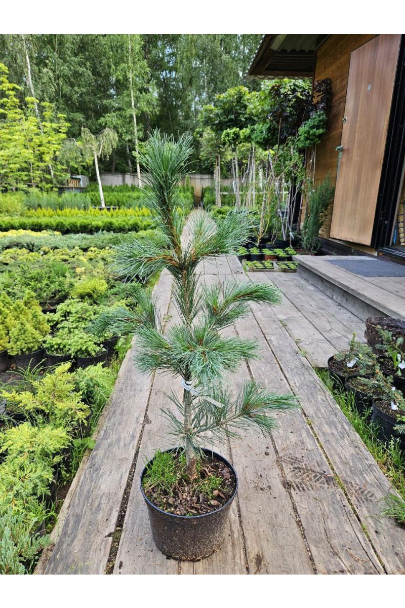 Сосна кедровая европейская Глаука Компакта (Glauca Compacta)