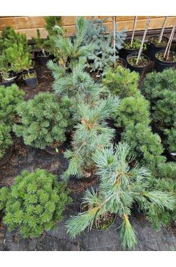 Сосна кедровая европейская Глаука Компакта (Glauca Compacta)