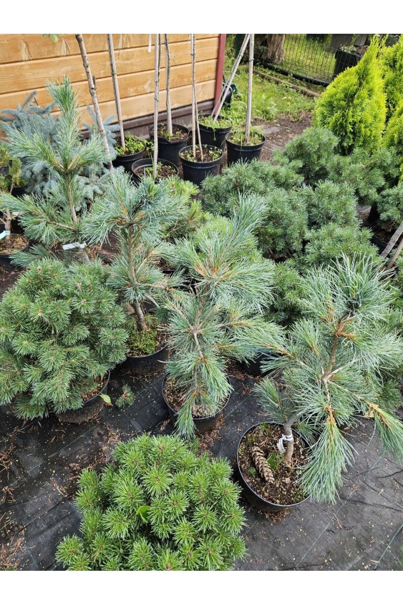 Сосна кедровая европейская Глаука Компакта (Glauca Compacta)