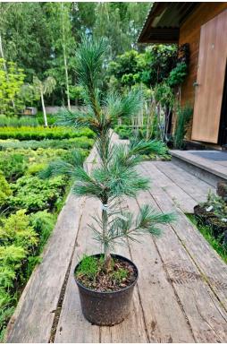 Сосна кедровая европейская Глаука Компакта (Glauca Compacta)