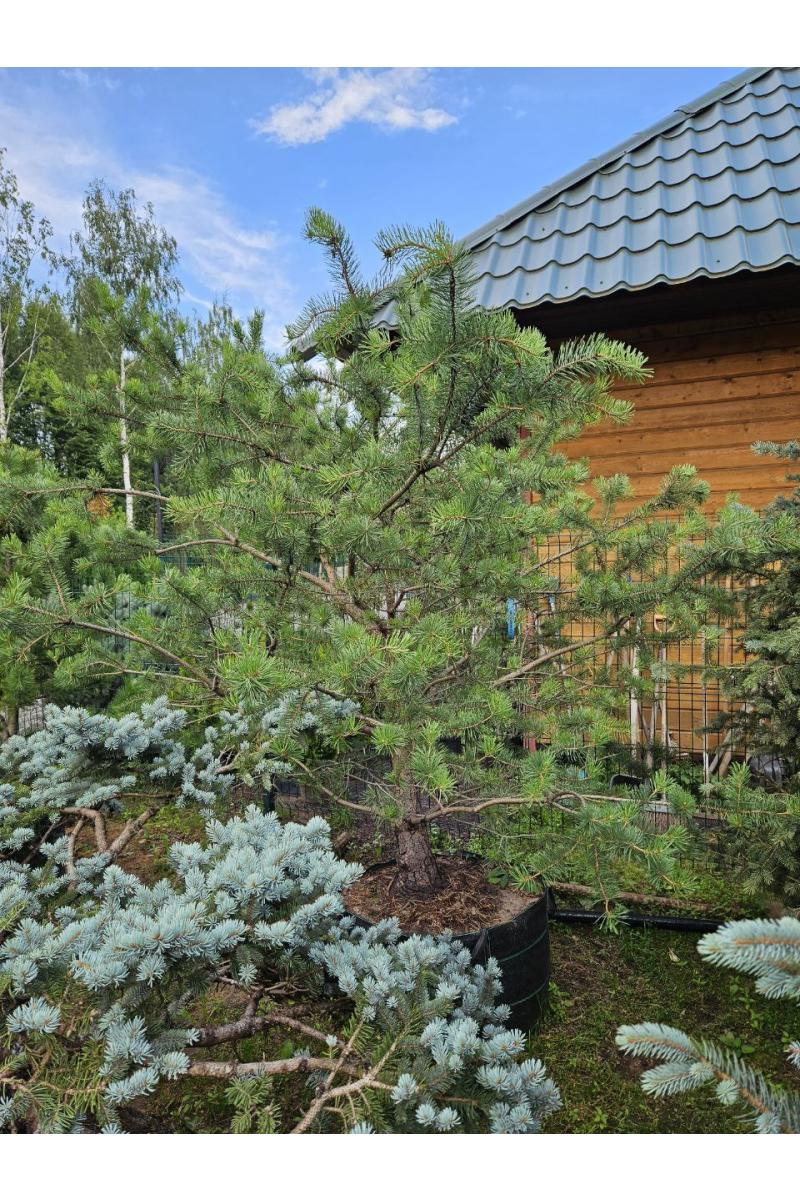 Сосна обыкновенная Норвежский Тип (Norske Typ)