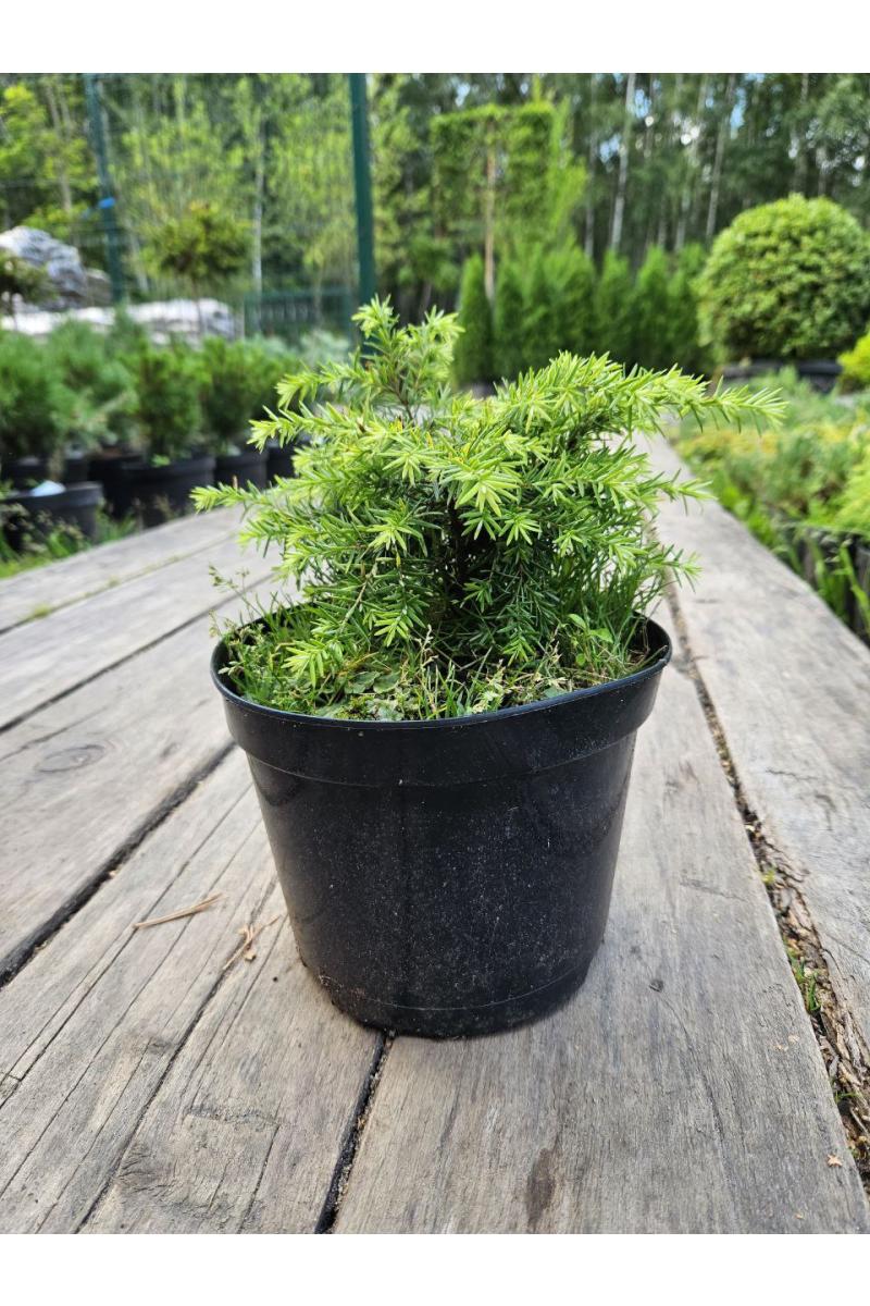 Тсуга канадская Беннет (Bennett)
