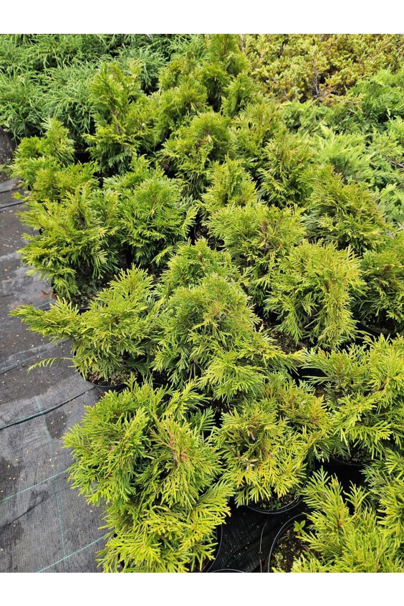 Туя западная Эшрихс Грюне Кугель (Eschrich Grune Kugel)