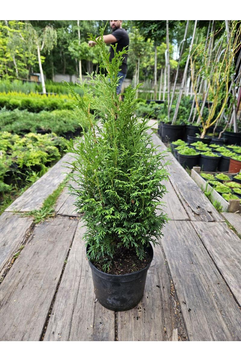 Туя западная Пирамидалис Компакта (Pyramidalis Compacta)