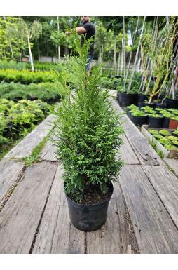 Туя западная Пирамидалис Компакта (Pyramidalis Compacta)