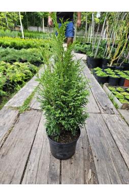 Туя западная Пирамидалис Компакта (Pyramidalis Compacta)