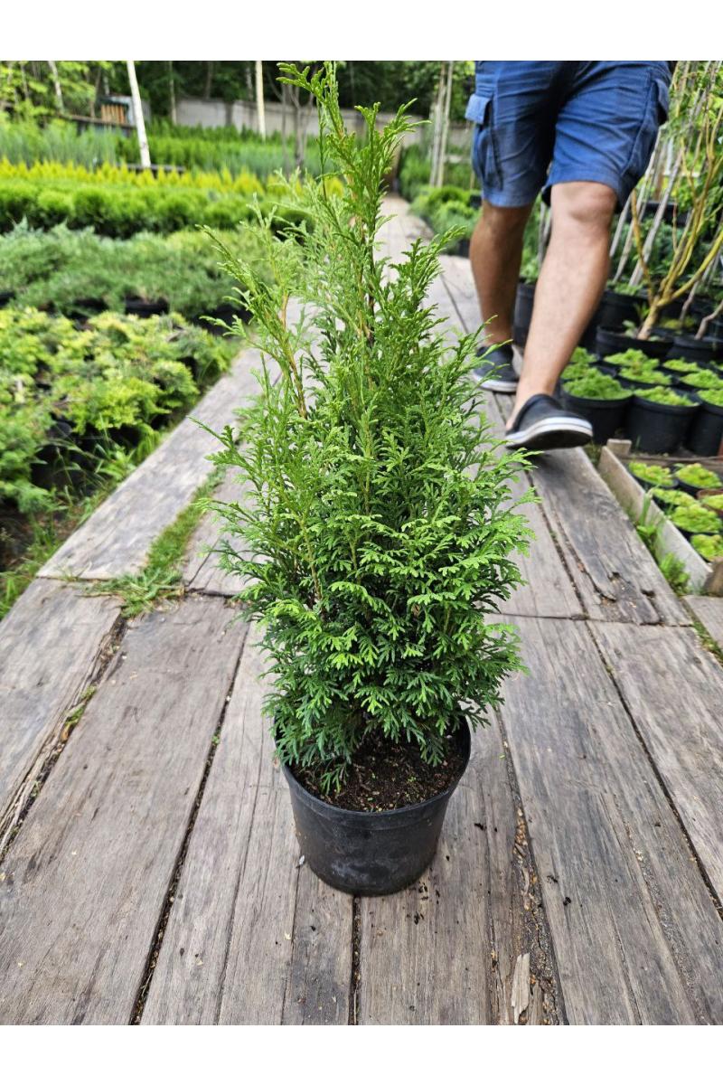 Туя западная Пирамидалис Компакта (Pyramidalis Compacta)