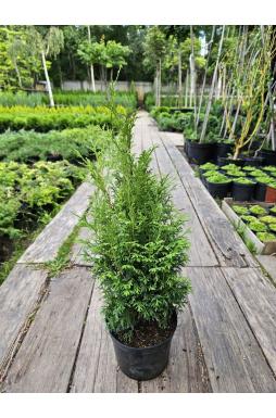 Туя западная Пирамидалис Компакта (Pyramidalis Compacta)