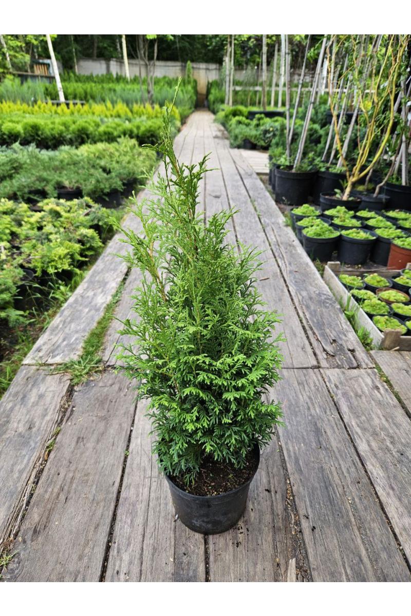 Туя западная Пирамидалис Компакта (Pyramidalis Compacta)