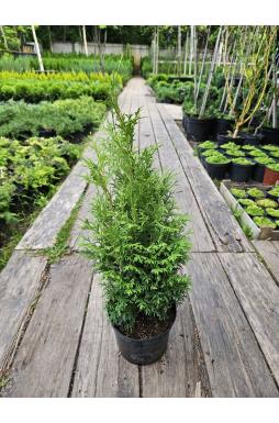 Туя западная Пирамидалис Компакта (Pyramidalis Compacta)