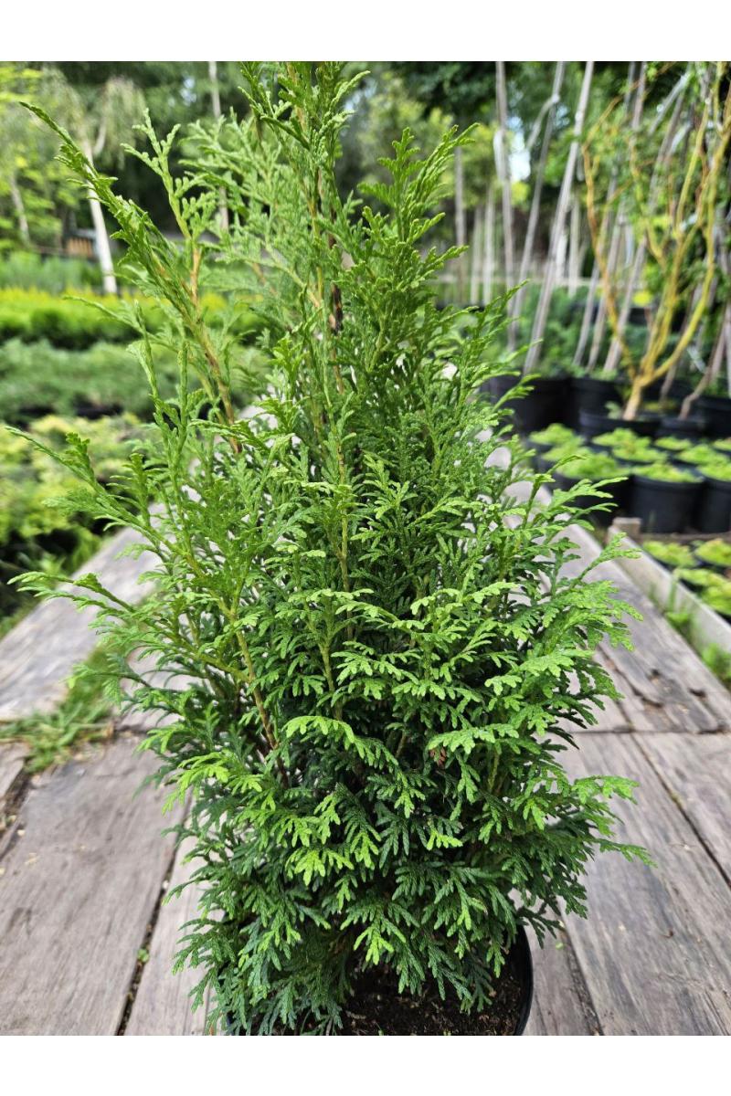 Туя западная Пирамидалис Компакта (Pyramidalis Compacta)