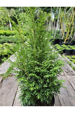 Туя западная Пирамидалис Компакта (Pyramidalis Compacta)