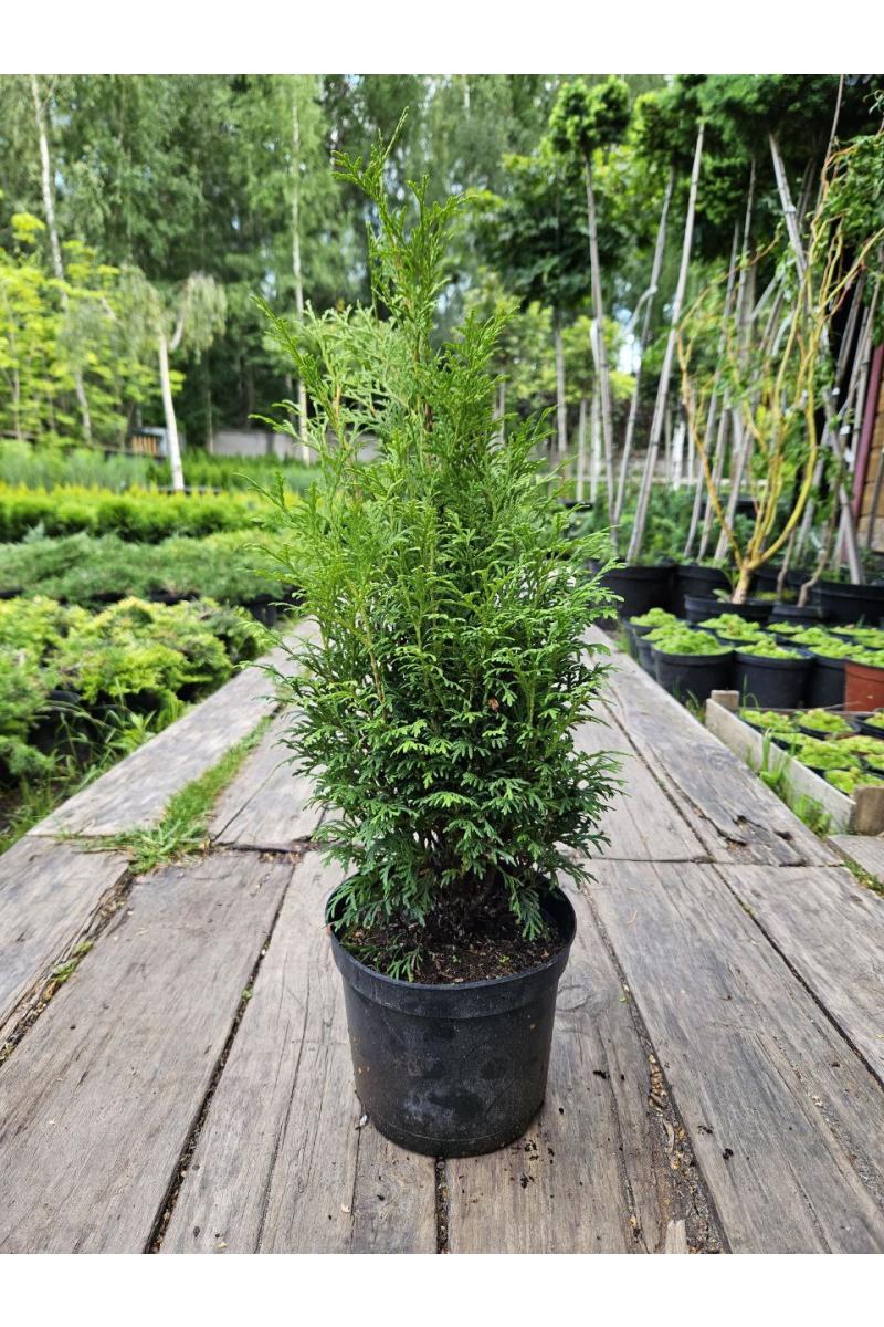 Туя западная Пирамидалис Компакта (Pyramidalis Compacta)