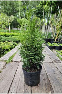 Туя западная Пирамидалис Компакта (Pyramidalis Compacta)