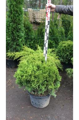 Туя западная Глобоза ауреа (Globosa aurea)
