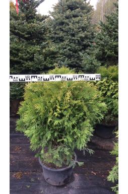 Туя западная Глобоза ауреа (Globosa aurea)