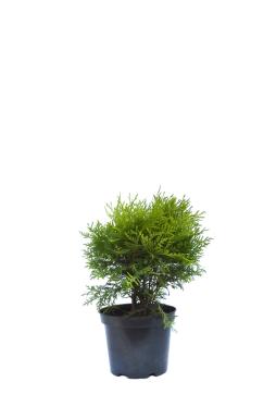 Туя западная Глобоза ауреа (Globosa aurea)
