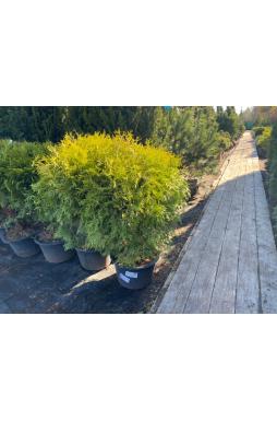 Туя западная Глобоза ауреа (Globosa aurea)