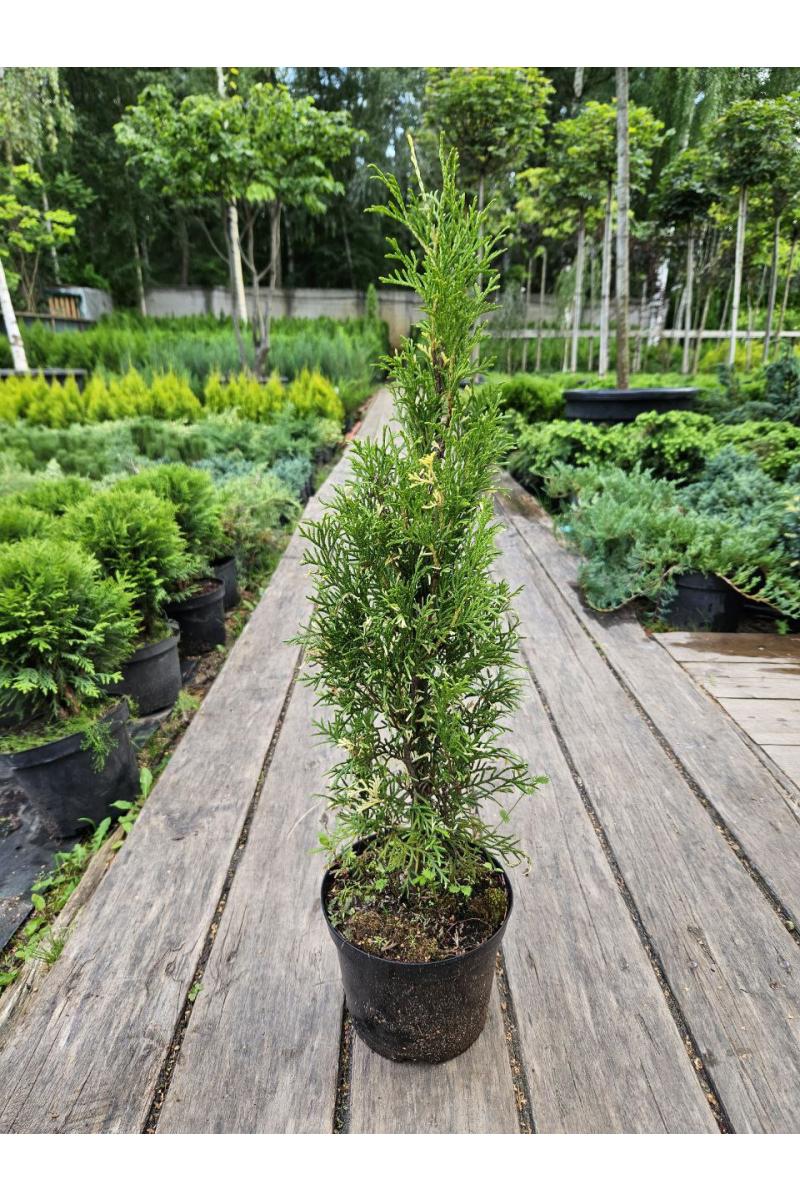 Туя западная Смарагд Вариегата (Smaragd Variegata)