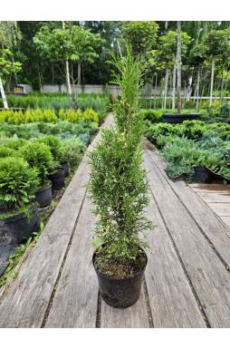 Туя западная Смарагд Вариегата (Smaragd Variegata)