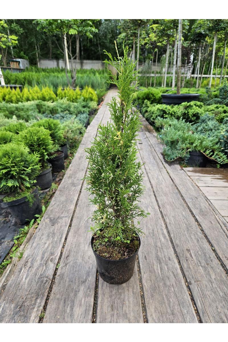 Туя западная Смарагд Вариегата (Smaragd Variegata)