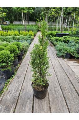 Туя западная Смарагд Вариегата (Smaragd Variegata)