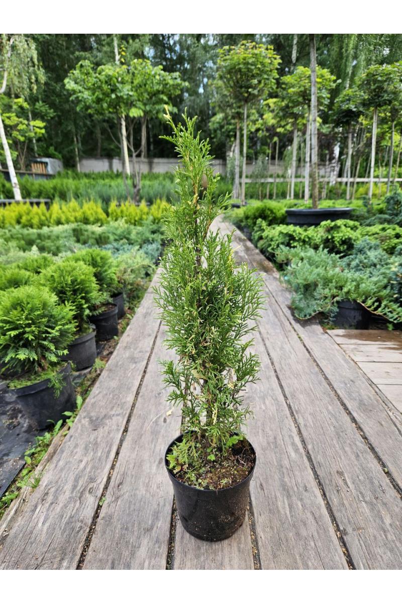 Туя западная Смарагд Вариегата (Smaragd Variegata)