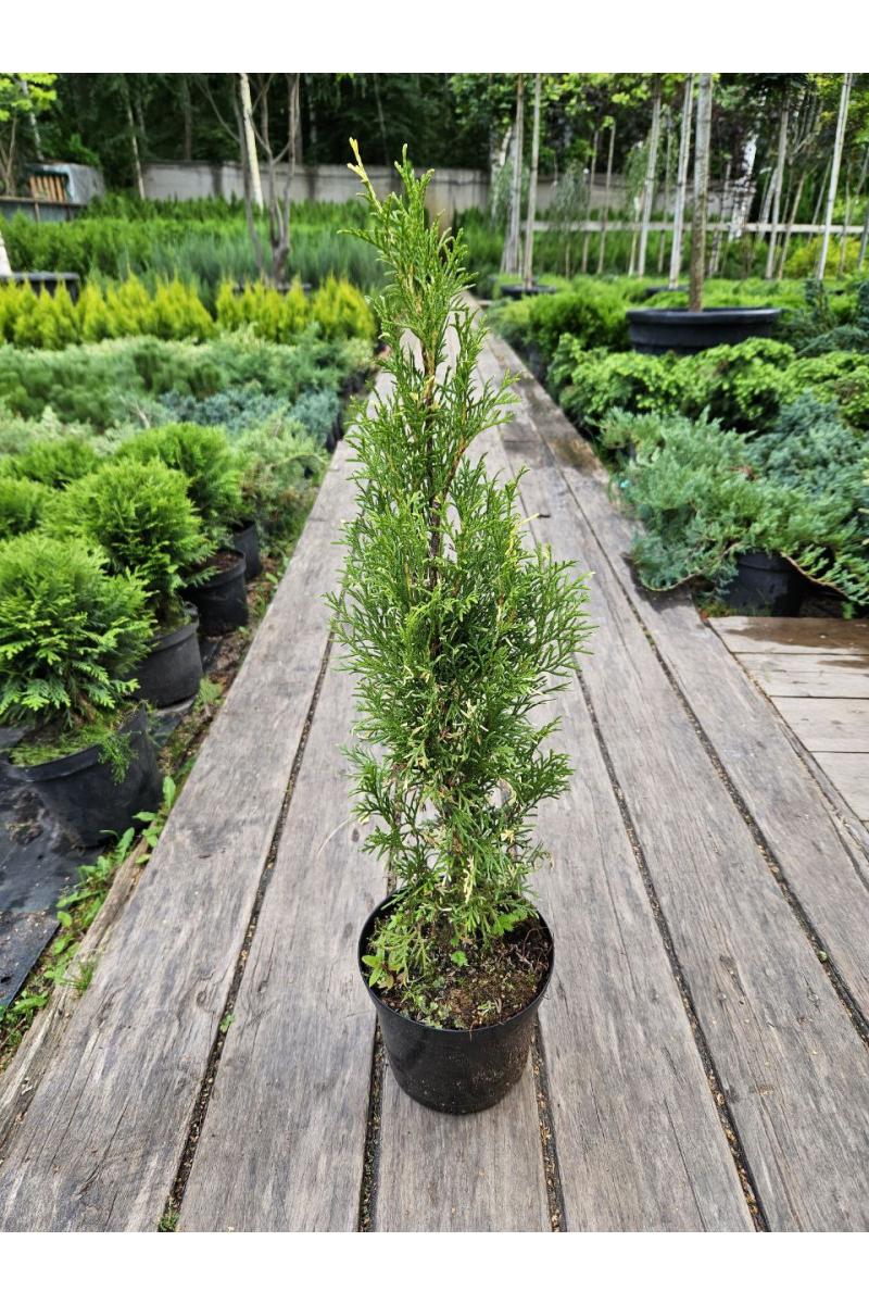 Туя западная Смарагд Вариегата (Smaragd Variegata)