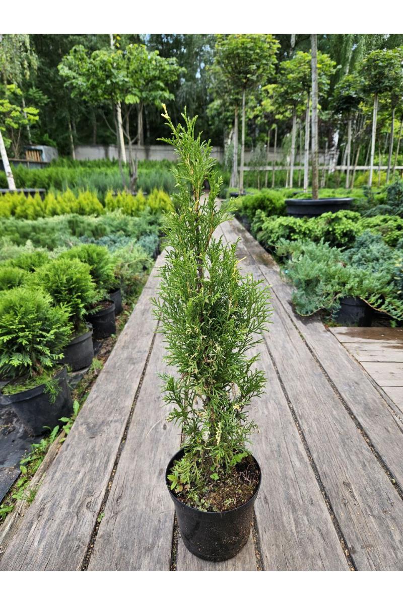 Туя западная Смарагд Вариегата (Smaragd Variegata)