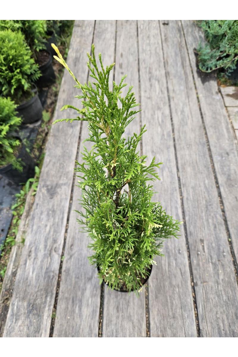Туя западная Смарагд Вариегата (Smaragd Variegata)