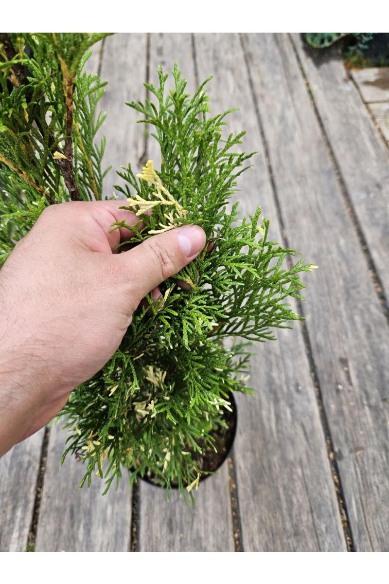 Туя западная Смарагд Вариегата (Smaragd Variegata)