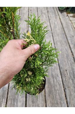 Туя западная Смарагд Вариегата (Smaragd Variegata)