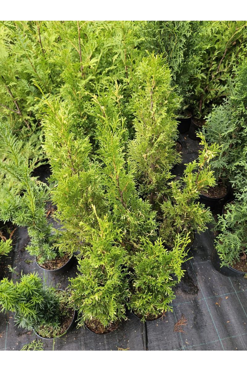 Туя западная Смарагд Вариегата (Smaragd Variegata)
