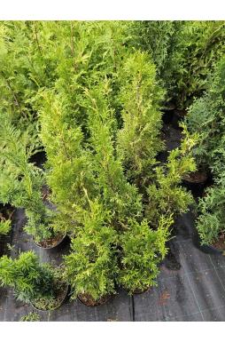 Туя западная Смарагд Вариегата (Smaragd Variegata)
