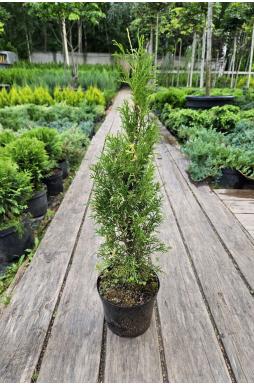 Туя западная Смарагд Вариегата (Smaragd Variegata)