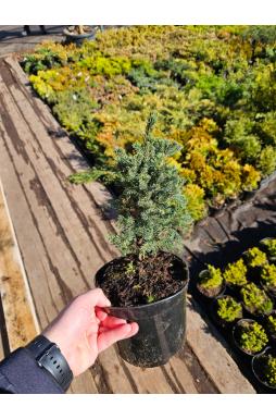 Ель колючая Глаука Нана (Glauca Nana)