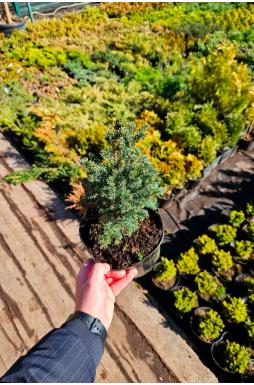 Ель колючая Глаука Нана (Glauca Nana)