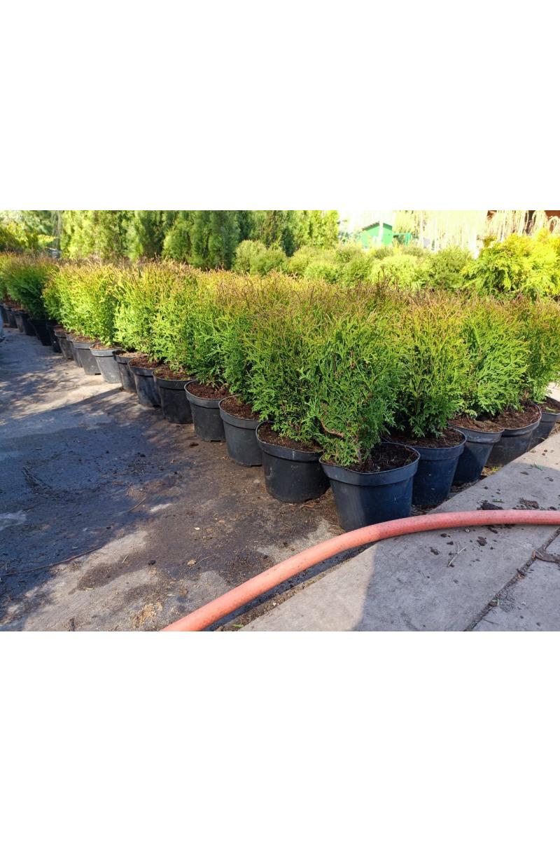 Туя западная Хозери (Hoseri)