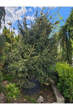 Ель восточная (Рicea orientalis)