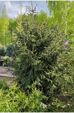 Ель восточная (Рicea orientalis)