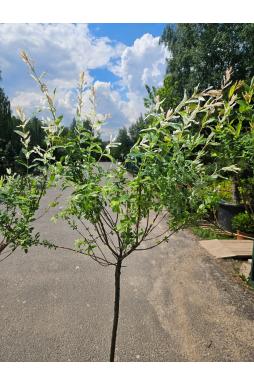 Ива цельнолистная Хакуро Нишики на штамбе (Hakuro-Nishiki Pa)